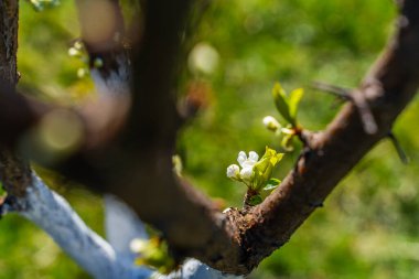 Çiçek açan erik ağacı yakın plan. Ağaç çiçeklenmesinin başlangıcı.