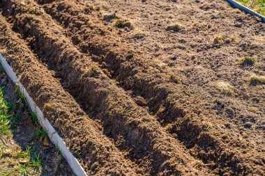 Sebze bahçesi yataklarının topraklarındaki delikler tohumları ekmeden önce yapılır. Toprak sıra sıra ekilmek için hazırlandı..