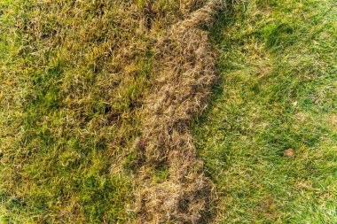 Çim temizleme ve havalandırmadan sonra kuru çim. Kış sonrası bahçe bakımı.