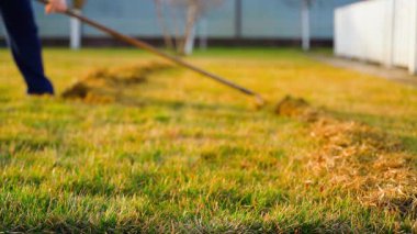 Baharda kurumuş çimenleri kuru otlardan temizleme işlemi. Bahçıvan kıştan sonra çimlerle ilgilenir. Yüksek kaliteli FullHD görüntüler