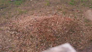 Ağaç dallarını işledikten sonra canlı, pürüzsüz bir kamera hareketiyle talaş yığını. Yüksek kaliteli FullHD görüntüler