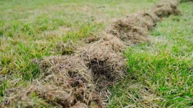 Baharın başında çimenleri temizledikten sonra kurumuş ölü çimenler. Yüksek kaliteli FullHD görüntüler
