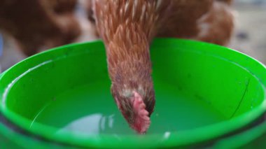 Tavuklar yeşil kovadan suyu yavaş çekimde içiyorlar. Yüksek kaliteli FullHD görüntüler