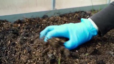 Eldivendeki bir el, bahçe yatağındaki toprağı düzleştirir, yakın plan. Yüksek kaliteli FullHD görüntüler