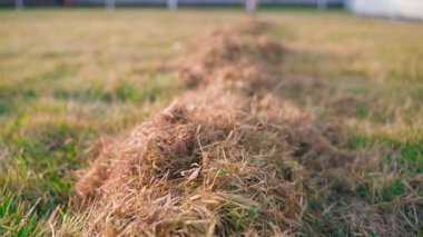 Kıştan sonra çimleri temizledikten sonra sarı kuru ot. Baharın başında çim biçme mevsimi. Yüksek kaliteli FullHD görüntüler