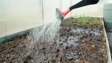 Bir serada bahçe sulama ile bir yatağı sulamak yakın çekim yapabilir. Kış sonrası boş yatak. Yüksek kaliteli FullHD görüntüler