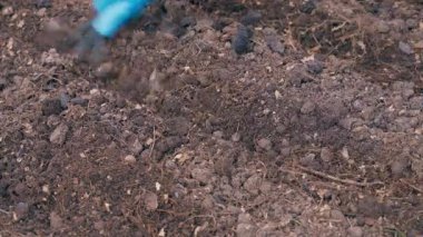Sebze bahçesi yatağına tohum ekmek için derin sıralar oluşturuyorlar. Yakın plan. Yüksek kalite 4k görüntü