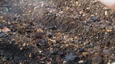 Bahçedeki bir yatağın toprağındaki tohumlara sprey sıkarak, yakın plan. Yüksek kalite 4k görüntü