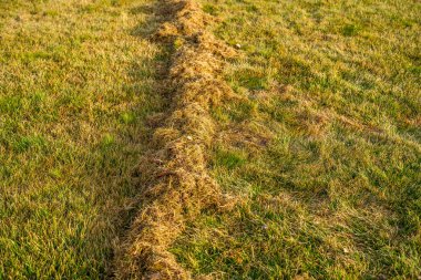 Çimleri biçtikten sonra bir yığın kuru ot. Baharın ilk saatlerinde çim bakımı.