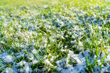 Güneşli bir bahar sabahı, yeşil çimlerde eriyen karlar. Baharda karla kaplanmış çimenler..