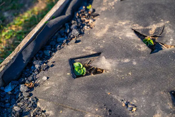 Koyu tarım lifiyle kaplı çilek yatağı. İlk yeşil çilek yaprakları kıştan sonra, güneşli bir bahar gününde.