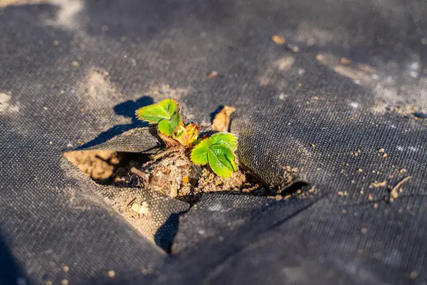 Koyu tarım lifiyle kaplı çilek yatağı. İlk yeşil çilek yaprakları kıştan sonra, güneşli bir bahar gününde.