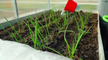 Baharda serada yetişen taze soğanları suluyorum, yavaş çekimde. Yüksek kaliteli FullHD görüntüler