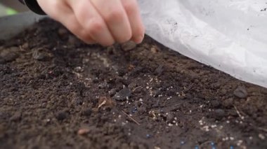 Bahçe yatağının toprağına sığ mavi tohumlar eken kadın el, yakın plan. Yüksek kaliteli FullHD görüntüler
