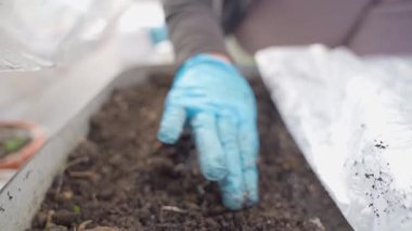 Mavi eldivenli bir el tohumları diktikten sonra bir sırayı kapatır, yavaş çekimde. Yüksek kaliteli FullHD görüntüler
