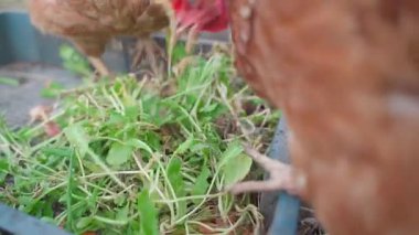 Tavuklar çeşitli yeşillikleri yiyorlar. Yakın çekim, yavaş çekim. Yüksek kaliteli FullHD görüntüler