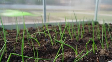 Serada, içinde soğan filizlenen bir yatağın yakın çekimi, düzgün kamera hareketi. Yüksek kaliteli FullHD görüntüler