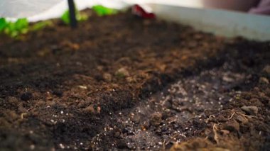 Yatağı yeni ekilmiş tohumlarla plastik ambalajla kaplamak. Yüksek kaliteli FullHD görüntüler