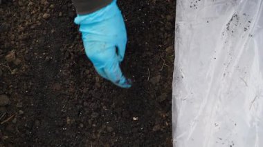 Mavi kauçuk eldivenli bir kadın bahçedeki toprağı temizliyor. Yüksek kaliteli FullHD görüntüler