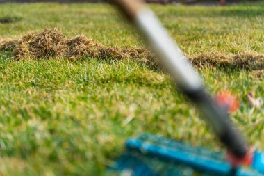 Kıştan sonra çimleri tırmıklamanın bir sonucu olarak kuru bir ot yığını. Bahar çim bakımı ve temizlik.