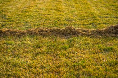 Sabahın erken saatlerinde, hafif ışıklandırma. Mevsimden önce temizlik ve bakım sırasında çim biçmek. Çimenler kuru çimlerden tarandı.