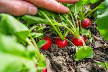 Serada büyüyen kırmızı turpları gösteriyor, yakın plan..