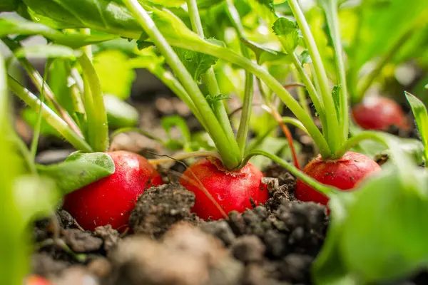 Bir serada, toprakta yetişen sulu kırmızı turp, yakın plan. Baharda sebze yetiştiriyorum..