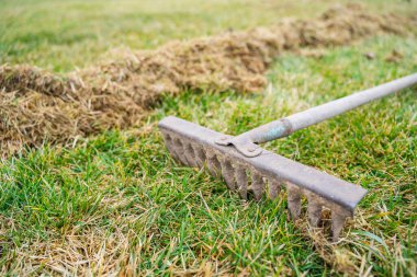 Bahçe hazırlık mevsimi kıştan kışa. Çimleri kuru otlardan tırmıkla temizliyorum. Bahçe bakımı.