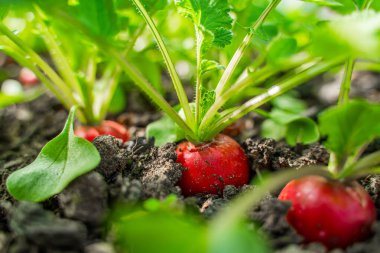 Bir serada, toprakta yetişen sulu kırmızı turp, yakın plan. Baharda sebze yetiştiriyorum..