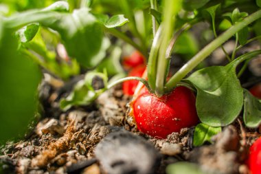 Bir serada, toprakta yetişen sulu kırmızı turp, yakın plan. Baharda sebze yetiştiriyorum..