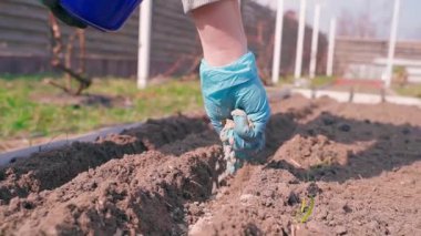 Bir kadın, sebze bahçesinde hazırlanmış bir sıraya kumla karıştırılmış mavi lastik eldiven serpiştirir. Tohum ekme süreci, yavaş çekimde yakın çekim. Yüksek kaliteli FullHD görüntüler