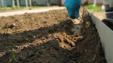 Mavi kauçuk eldivenli bir kadın, sebze bahçesindeki bir sıranın içine kumla karışık tohumlar eker. Güneşli bir bahar günü. Yüksek kaliteli FullHD görüntüler
