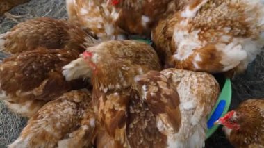 Kahverengi tavuklar aç gözlülükle besleniyor. Ağır çekim. Yüksek kaliteli FullHD görüntüler