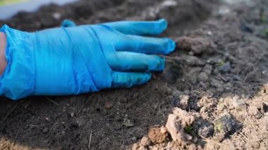 Bir sırayı tohumlarla kaplamak yavaş çekimde yakın çekim. Yüksek kaliteli FullHD görüntüler