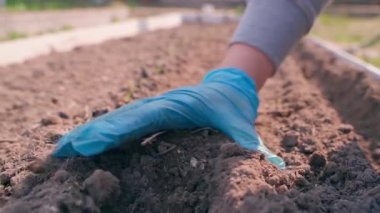 Mavi lastik eldivenli bir kadın eli, tohumlarla dolu bir sırayı ağır çekimde kapatır. Yüksek kaliteli FullHD görüntüler