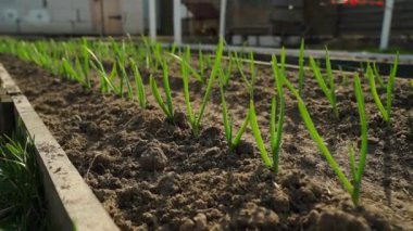 Güneşli bir günde sebze bahçesinde sarımsak yetiştiren yumuşak bir kamera hareketi. Yüksek kaliteli FullHD görüntüler