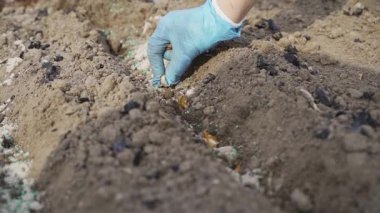 Güneşli bir bahar gününde sebze bahçesine soğan dikmek, ağır çekim. Yüksek kaliteli FullHD görüntüler