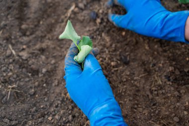 Mavi lastik eldivenli kadın eller bahçenin toprağına lahana tohumu ekiyor..