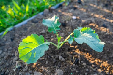 Taze ekilmiş lahana fideleri sabah güneş doğarken bahçede yetişir. Genç sebze filizleri.