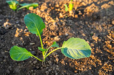 Taze ekilmiş lahana fideleri sabah güneş doğarken bahçede yetişir. Genç sebze filizleri.