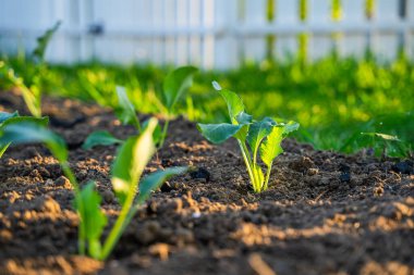 Taze ekilmiş lahana fideleri sabah güneş doğarken bahçede yetişir. Genç sebze filizleri.