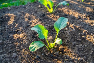 Taze ekilmiş lahana fideleri sabah güneş doğarken bahçede yetişir. Genç sebze filizleri.