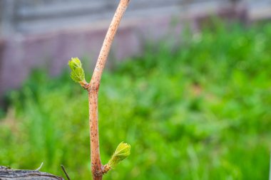 İlkbaharda üzümlerin ilk bahar yaprakları kapanıyor. Üzüm tomurcukları kıştan sonra uyanır.