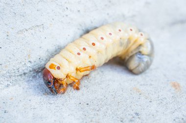 Büyük gergedan böcek larvası, yakın plan..
