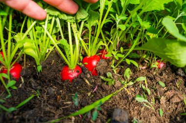 Elle kaldırılan yapraklar ve baharın başlarında serada büyüyen kırmızı turpları gösteriyor..