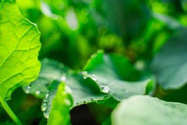 Su, bir seradaki lahana fidanlarının yapraklarına damlıyor, yakın plan..