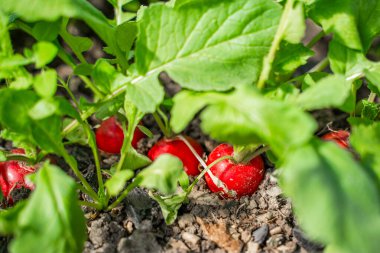 Bir serada, toprakta yetişen sulu kırmızı turp, yakın plan. Baharda sebze yetiştiriyorum..