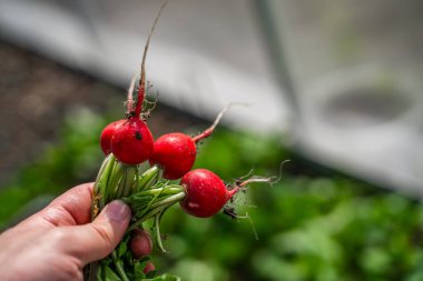 Bir seranın arka planında el ele tutuşan kırmızı turp, yakın plan..