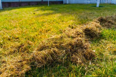Kıştan sonra çimleri tırmıkladıktan sonra kuru ot miktarı. Baharda bahçe bakımı.