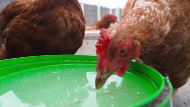 Lohmann Brown tavukları suyla birlikte whey içerler, yakın plan. Yüksek kaliteli FullHD görüntüler